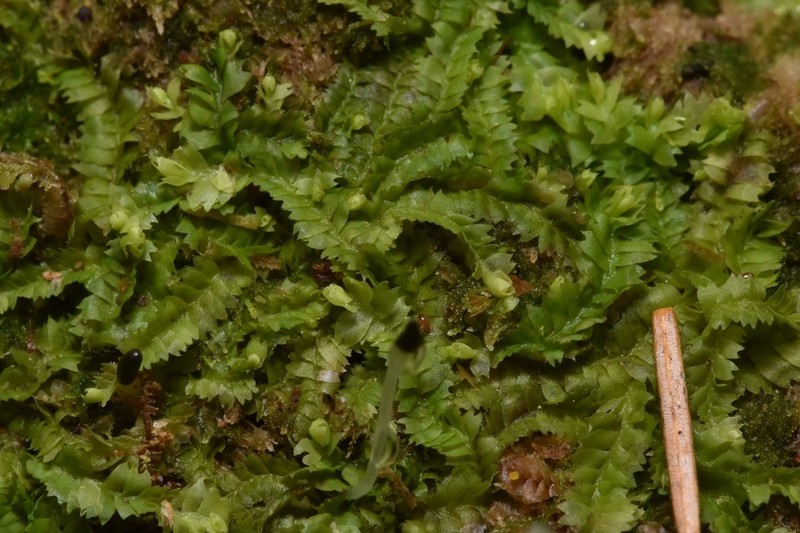Geocaly graveolens photo 8