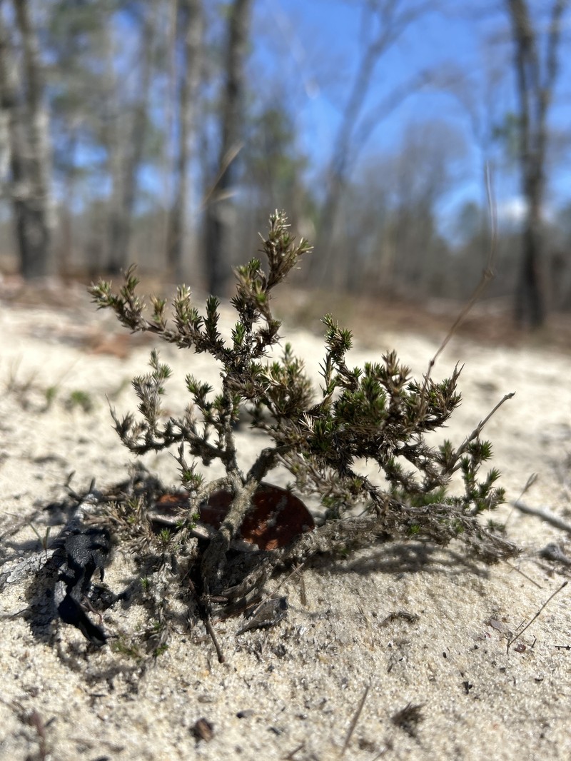 Pine Barren Stitchwort photo 4