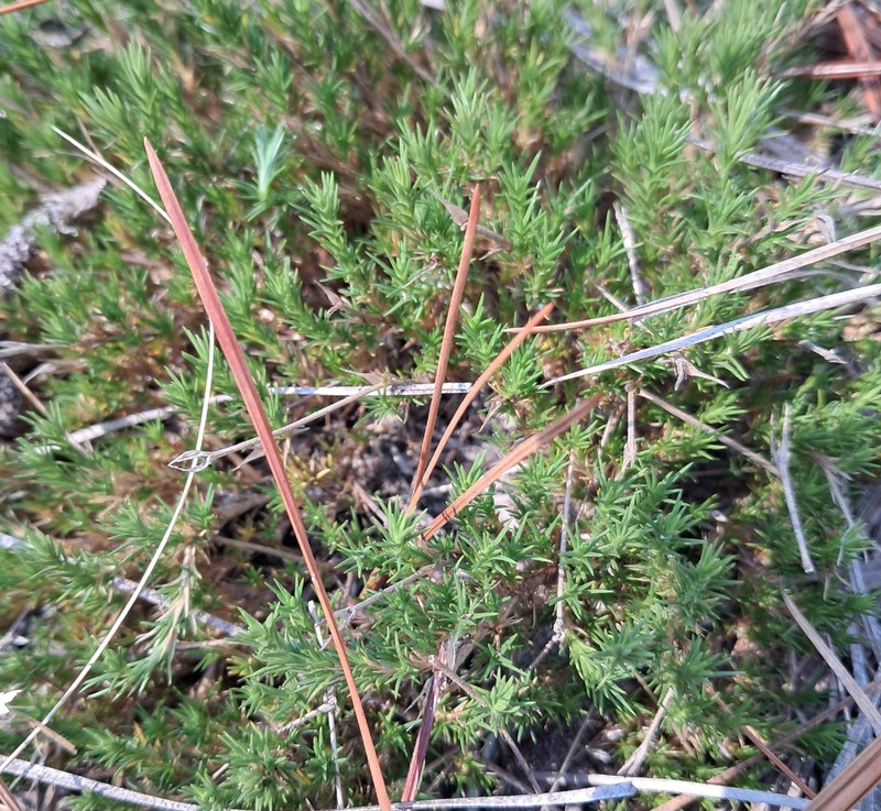 Pine Barren Stitchwort photo 5