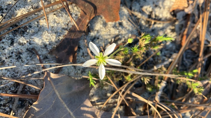 Pine Barren Stitchwort photo 6