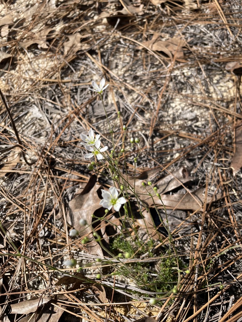 Pine Barren Stitchwort photo 7