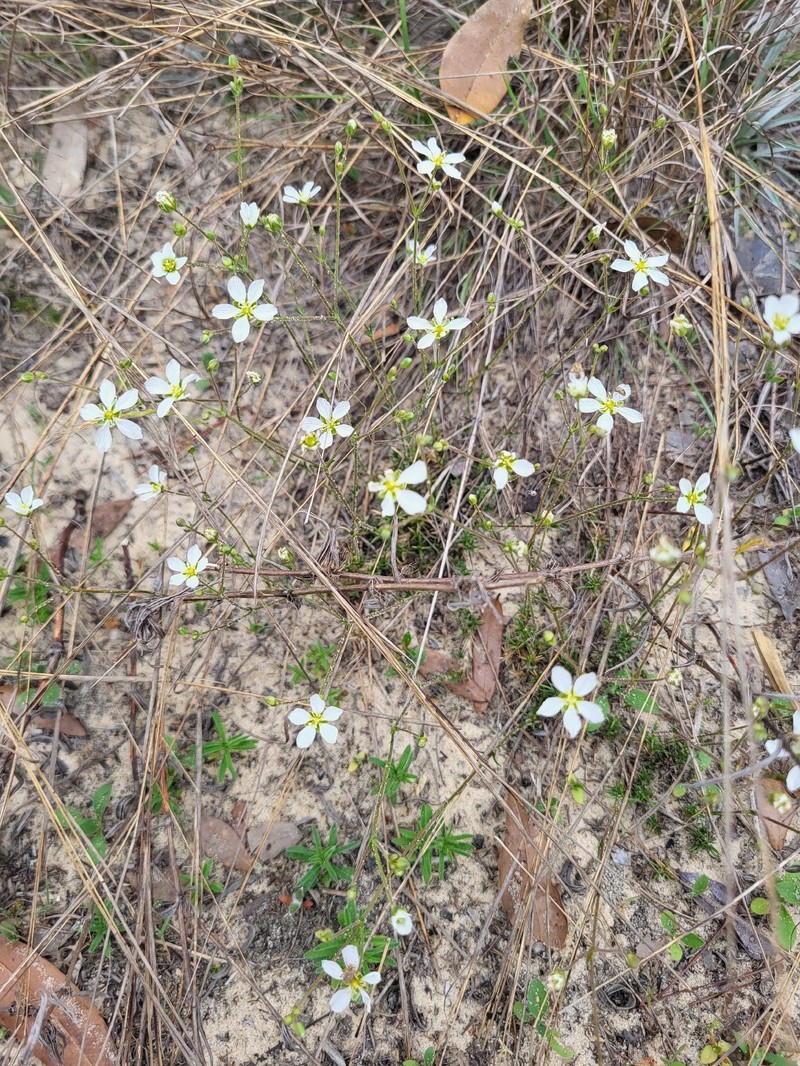 Pine Barren Stitchwort photo 8