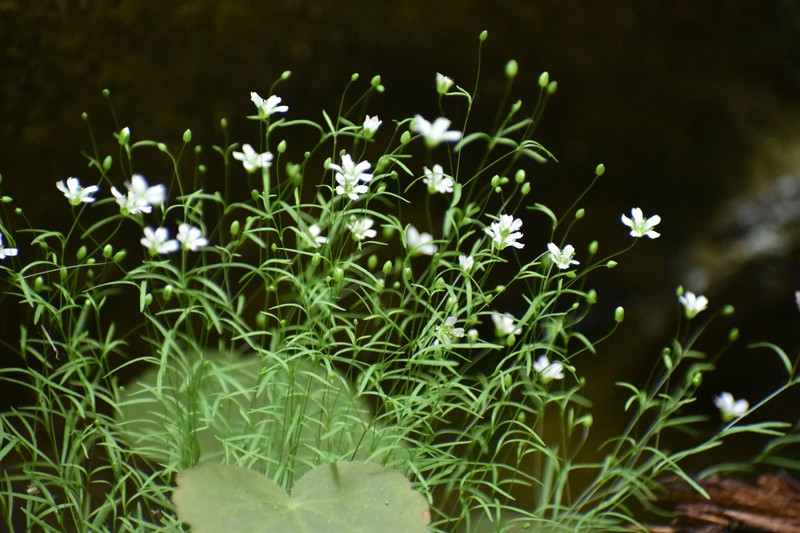 Cumberland Stitchwort photo 4