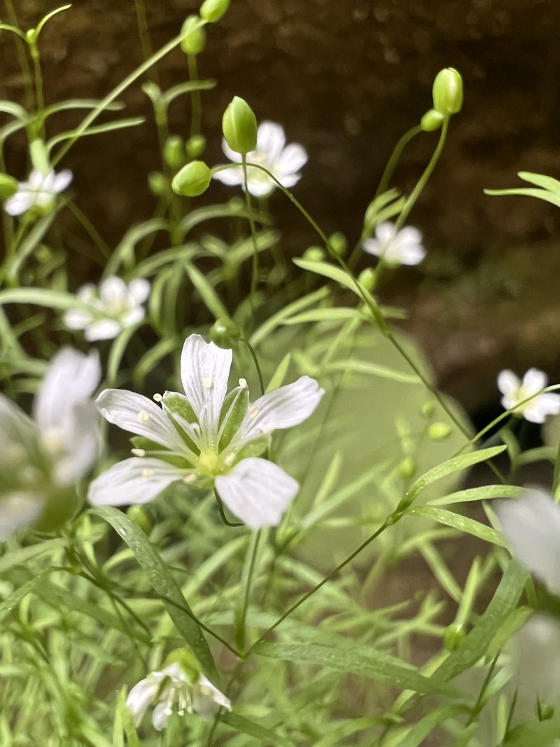 Cumberland Stitchwort photo 6