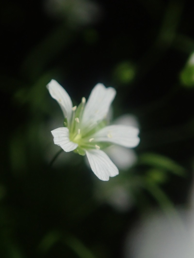 Cumberland Stitchwort photo 7
