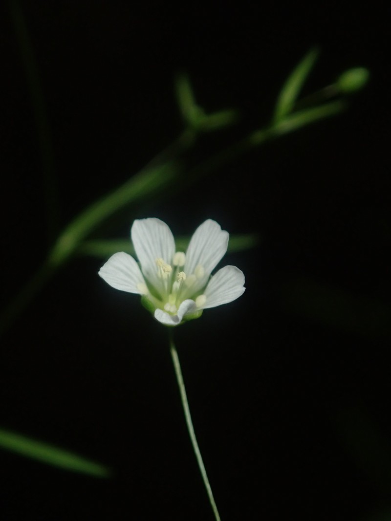 Cumberland Stitchwort photo 8