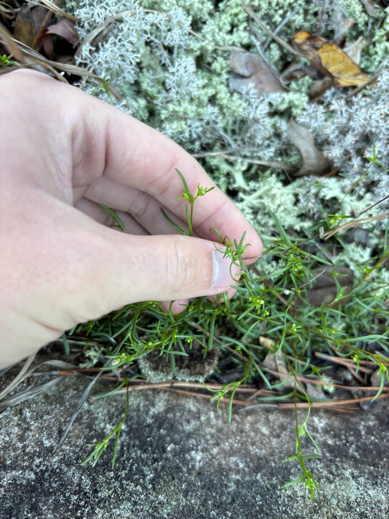 Appalachian Stitchwort