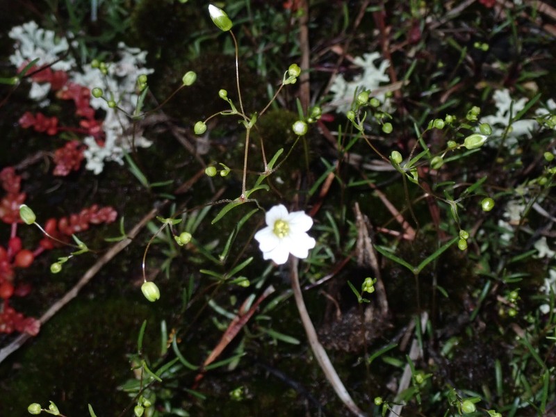 Appalachian Stitchwort photo 2