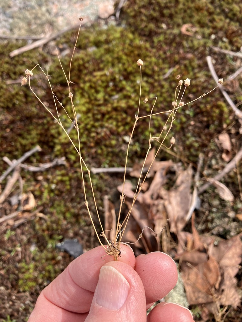 Appalachian Stitchwort photo 3