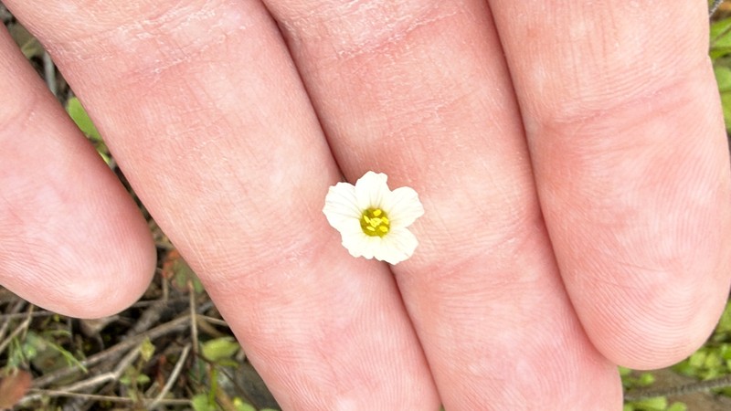 Appalachian Stitchwort photo 4