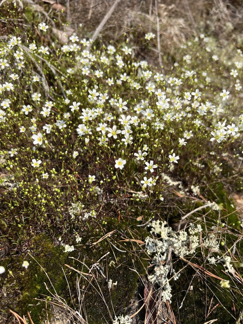 Appalachian Stitchwort photo 5
