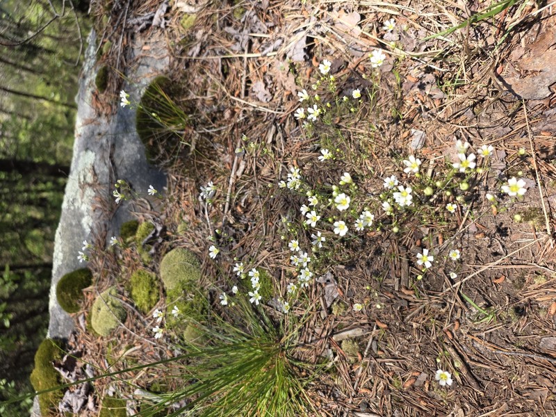 Appalachian Stitchwort photo 6