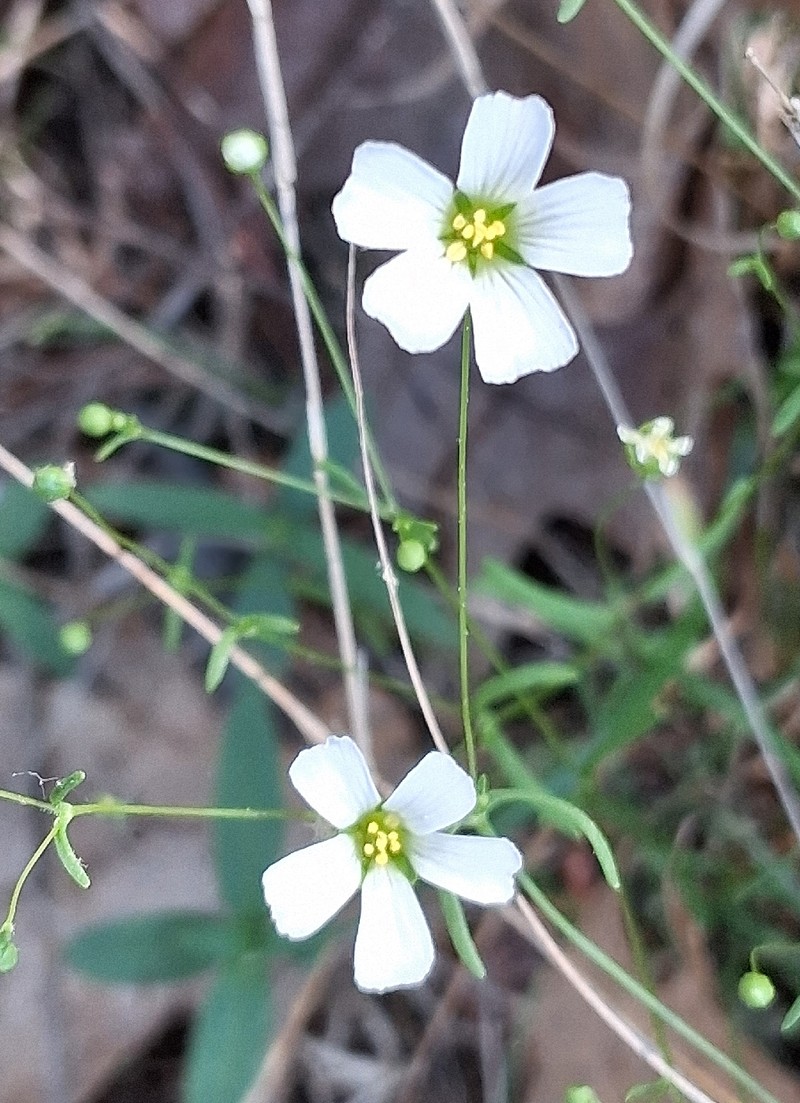 Appalachian Stitchwort photo 7