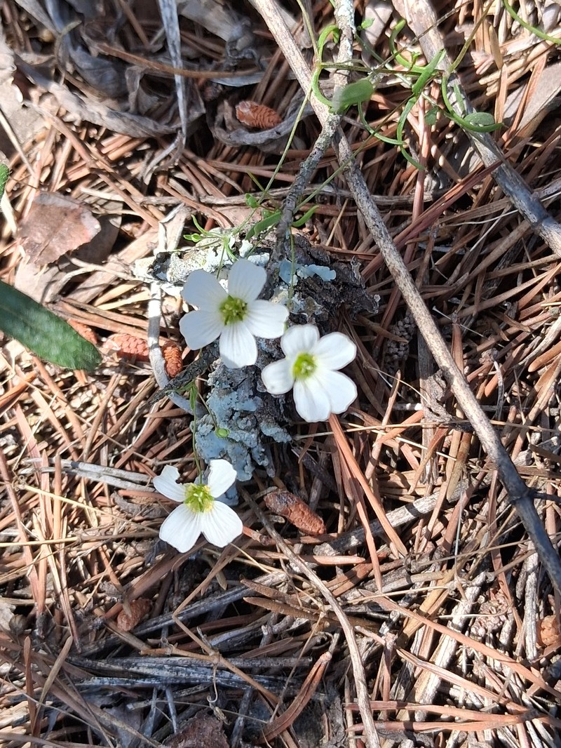 Appalachian Stitchwort photo 8