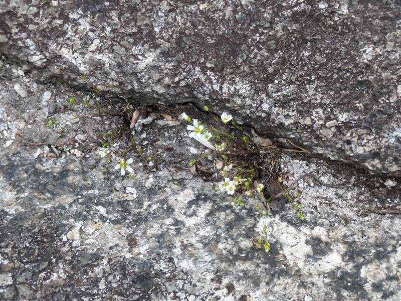 Greenland Stitchwort photo 2
