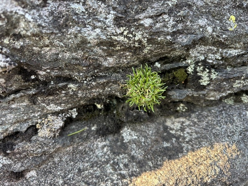 Greenland Stitchwort photo 3