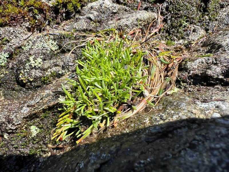 Greenland Stitchwort photo 4
