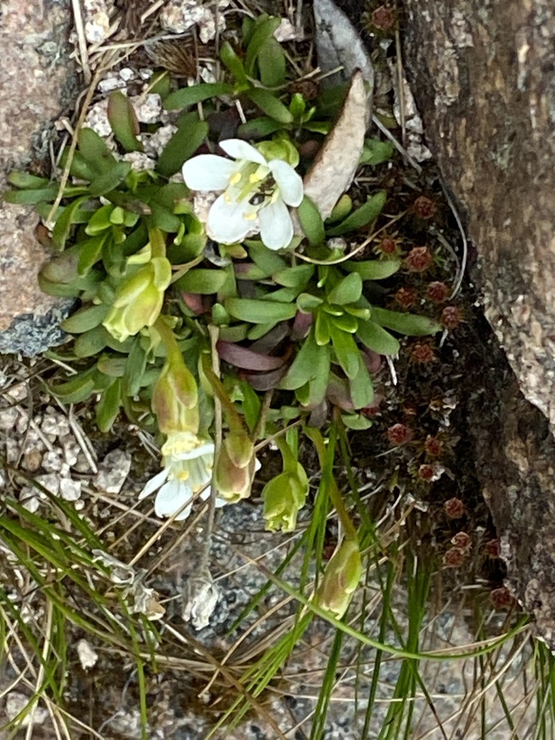 Greenland Stitchwort photo 5