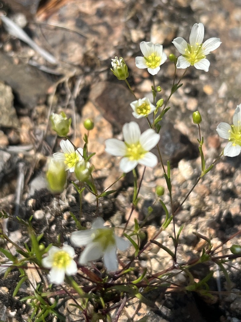 Greenland Stitchwort photo 6
