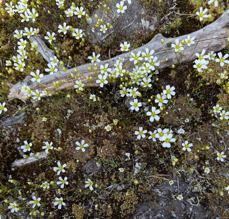 Greenland Stitchwort photo 7