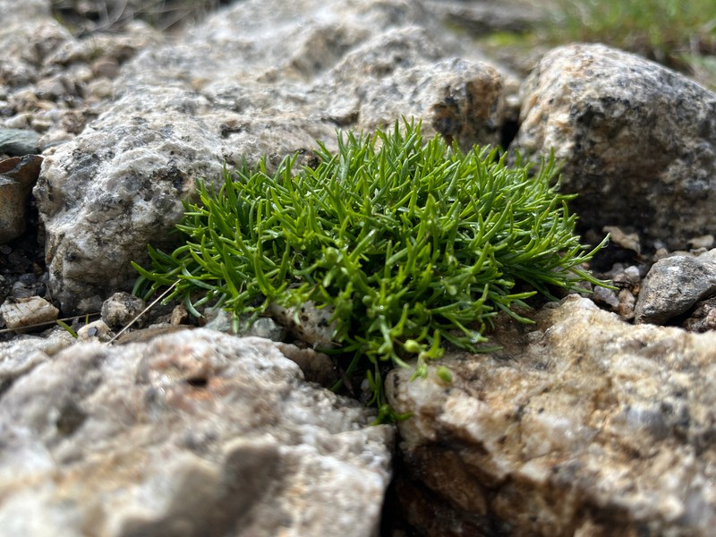 Greenland Stitchwort photo 8