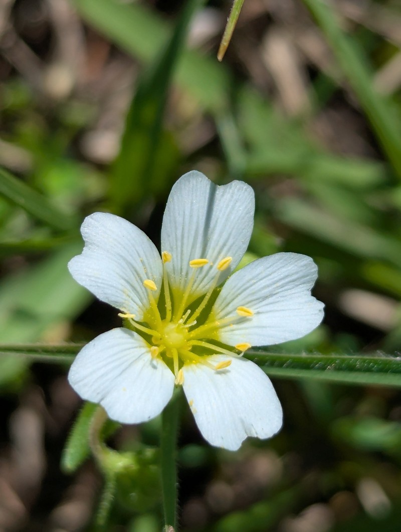Drummond's Stitchwort