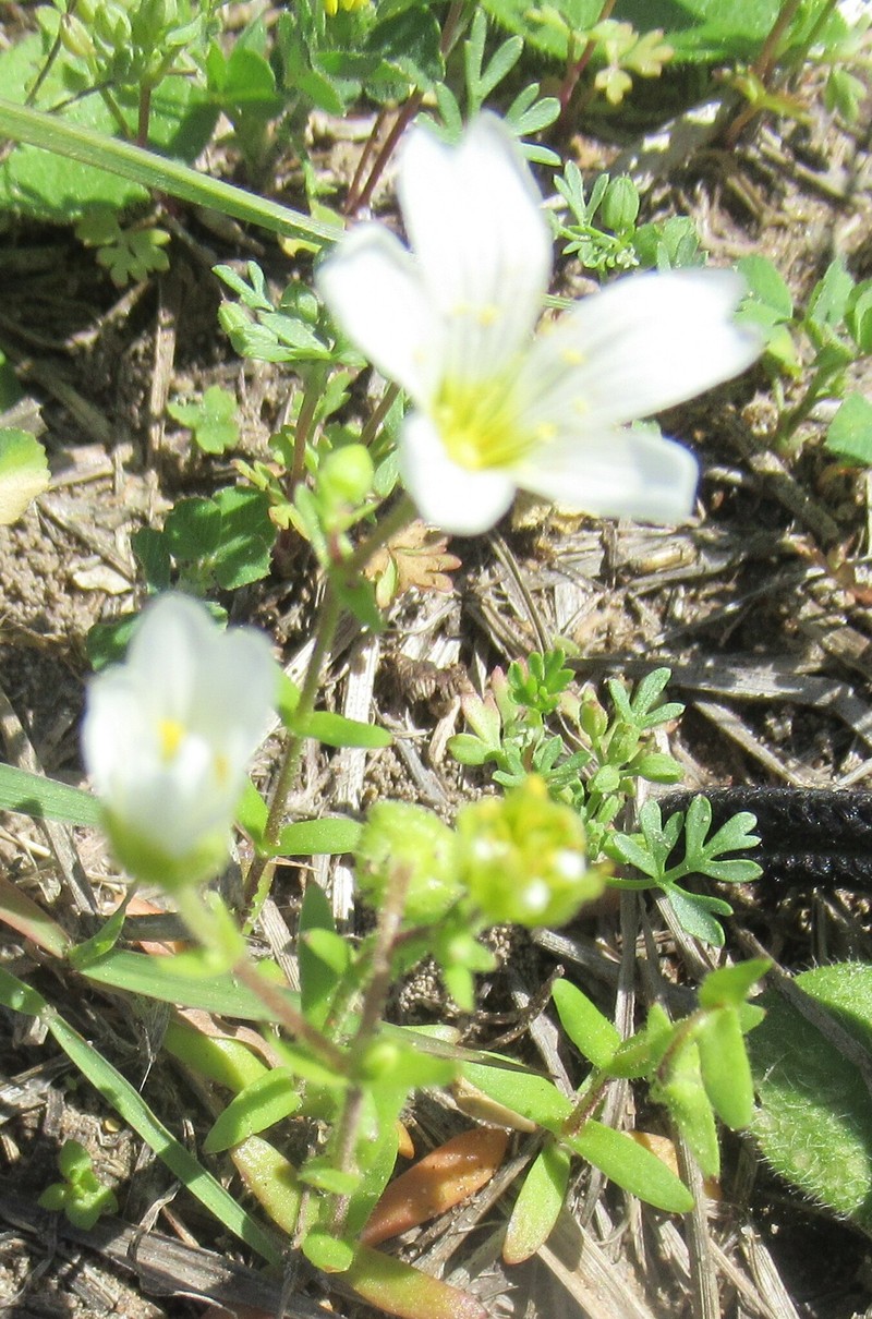 Drummond's Stitchwort photo 2