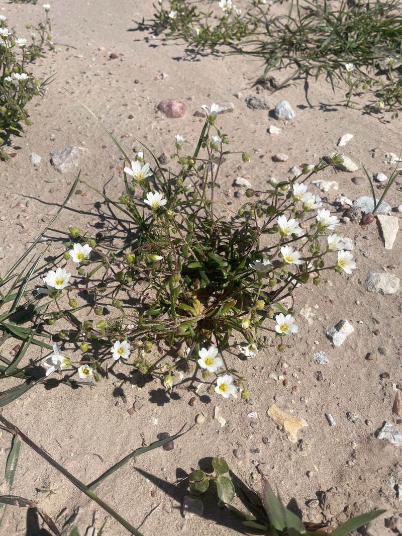 Drummond's Stitchwort photo 3