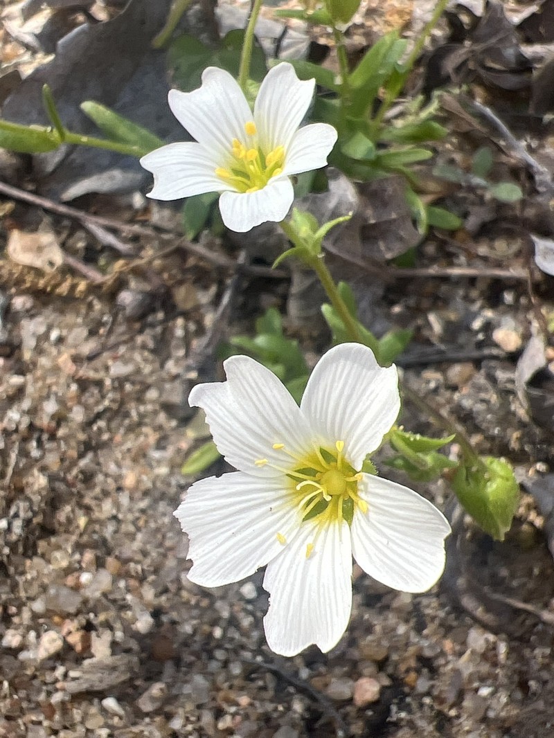 Drummond's Stitchwort photo 4