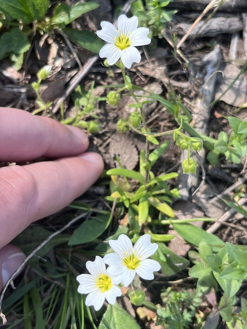 Drummond's Stitchwort photo 5