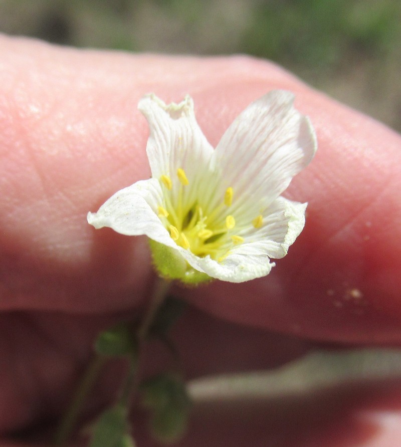 Drummond's Stitchwort photo 6