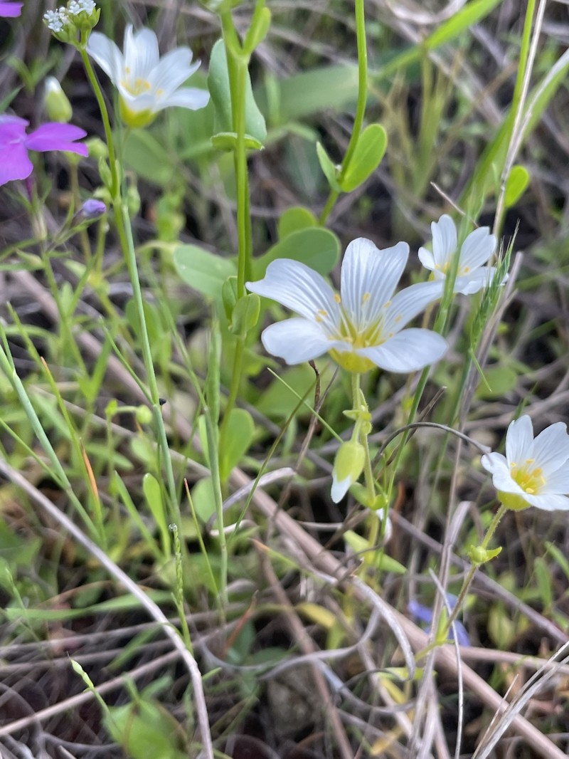 Drummond's Stitchwort photo 7