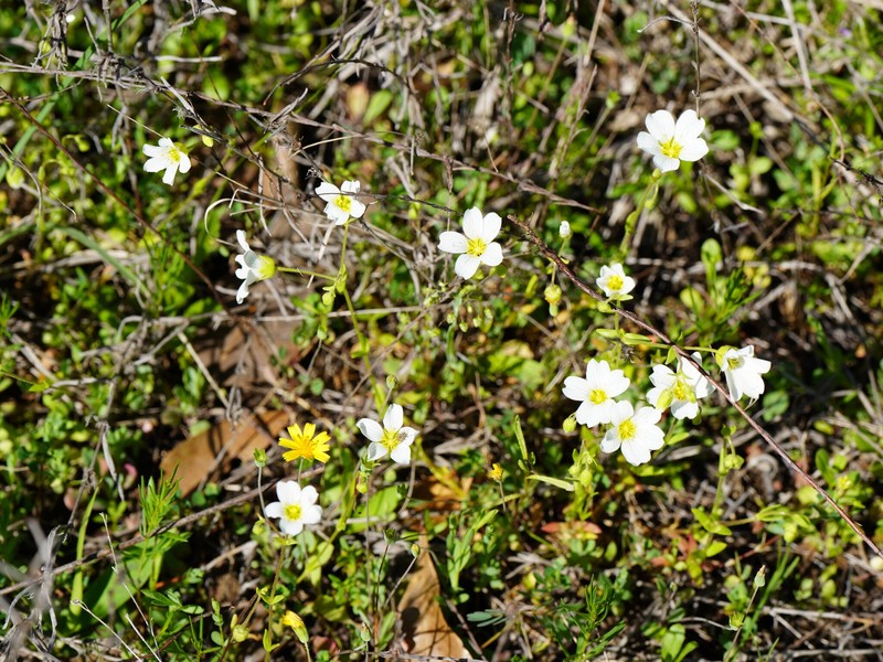 Drummond's Stitchwort photo 8