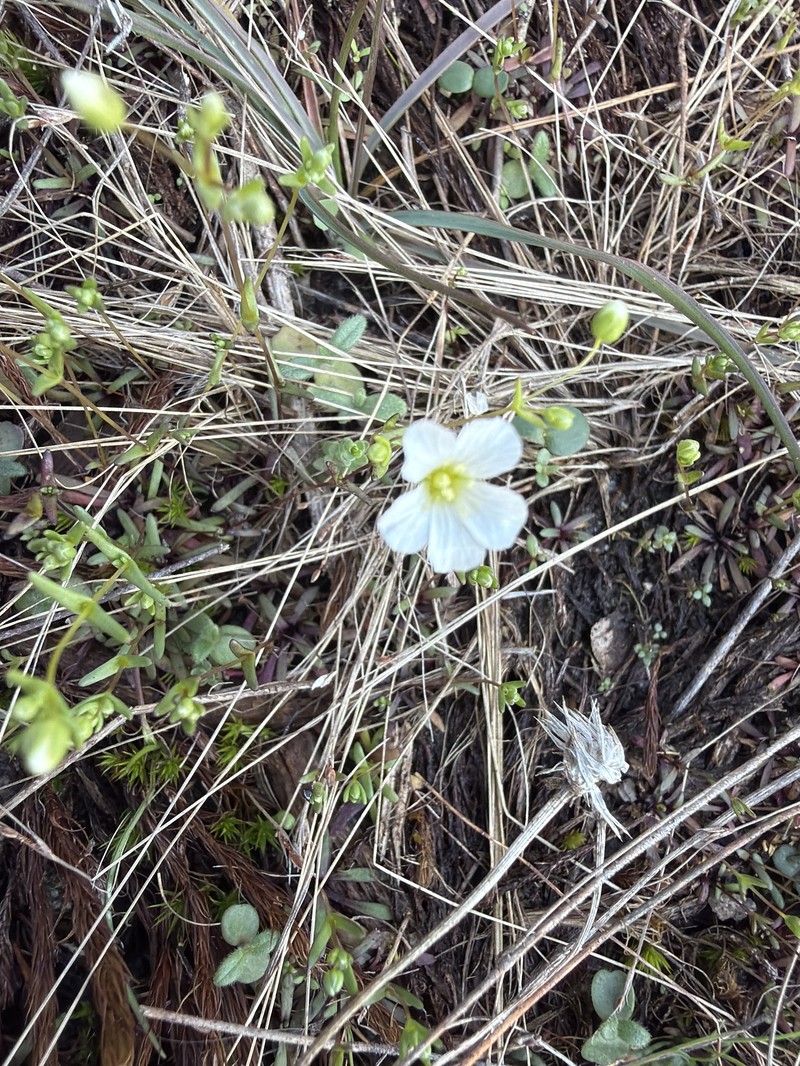 Oneflower Stitchwort photo 2