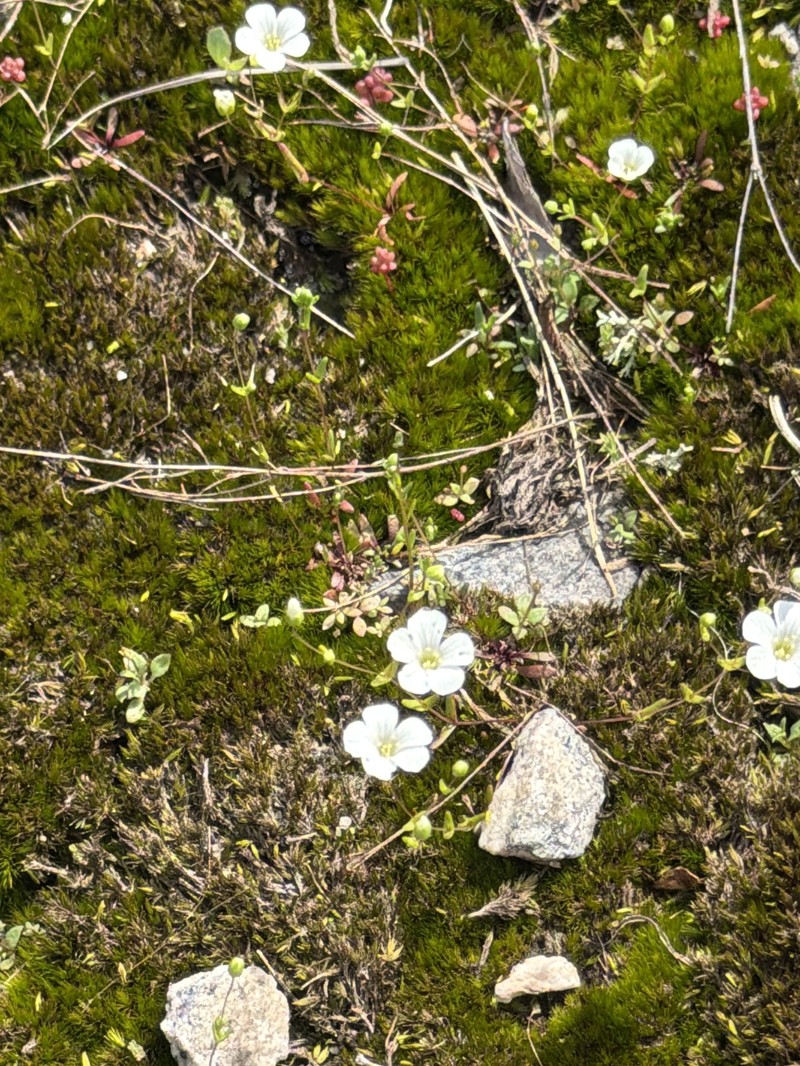 Oneflower Stitchwort photo 4
