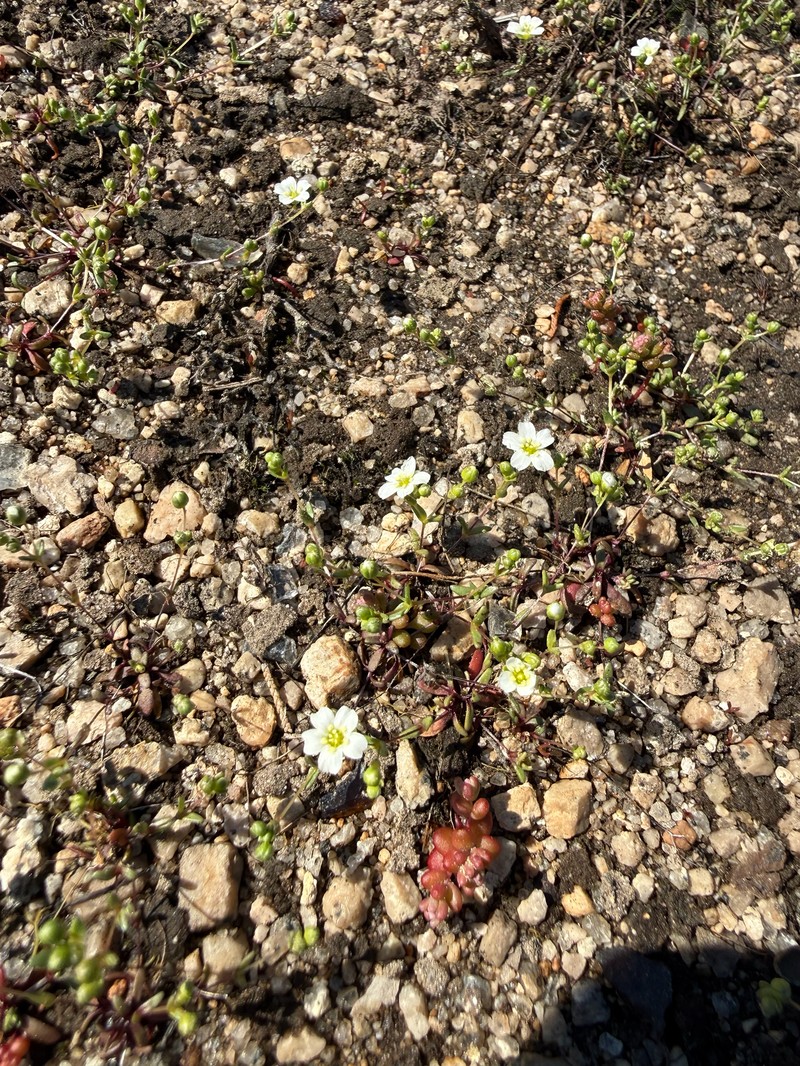 Oneflower Stitchwort photo 5