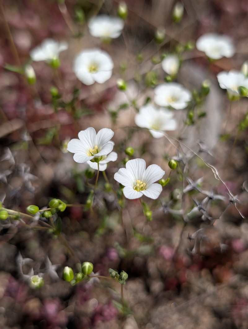 Oneflower Stitchwort photo 6