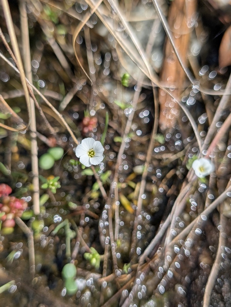 Oneflower Stitchwort photo 7