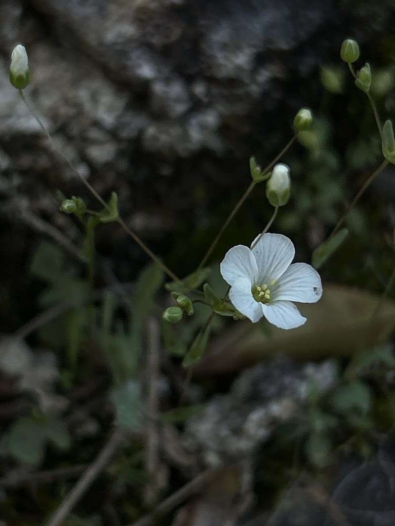 Oneflower Stitchwort photo 8