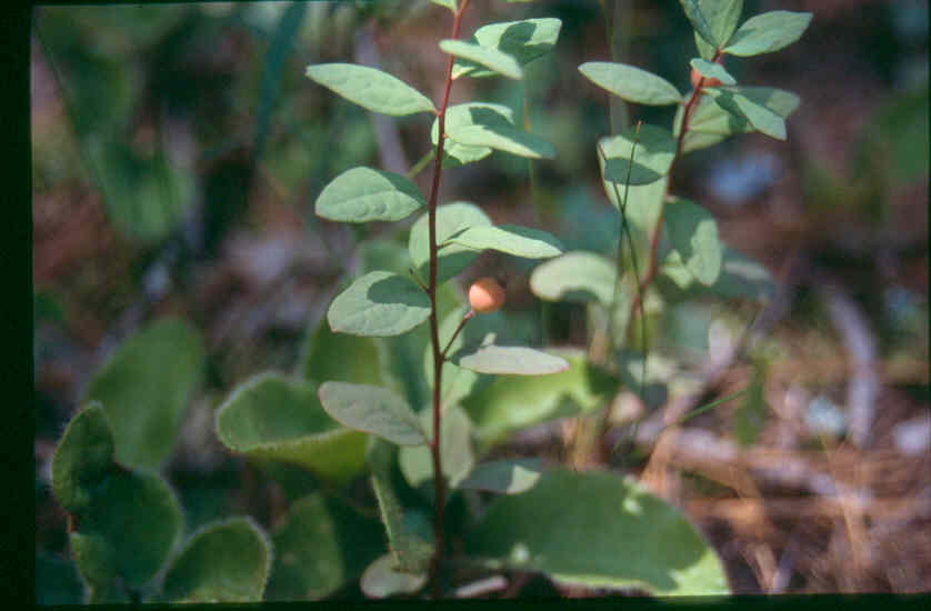 False Toadflax