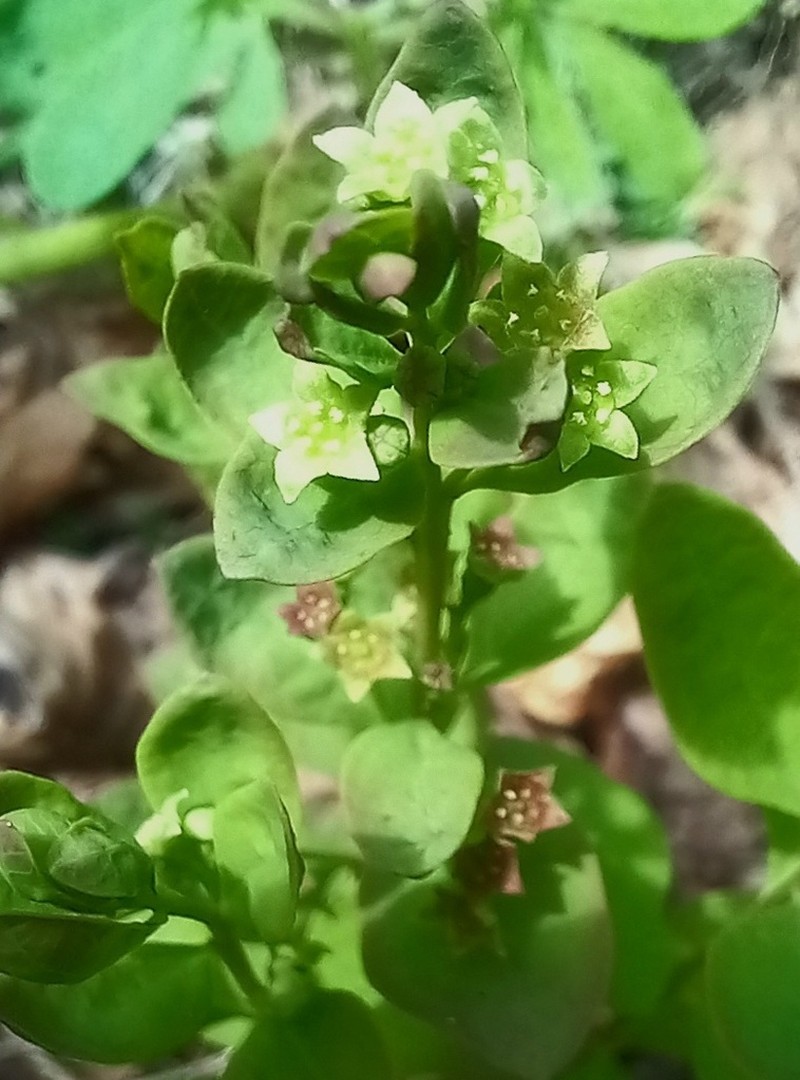 False Toadflax photo 4