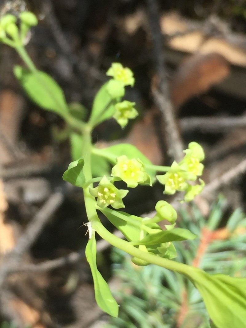 False Toadflax photo 6