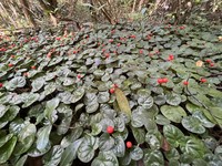 Corrida Yerba De Guava