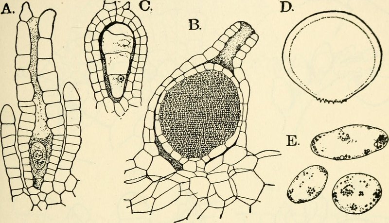 Geothallus tuberosus photo 2