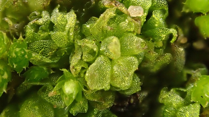 Geothallus tuberosus