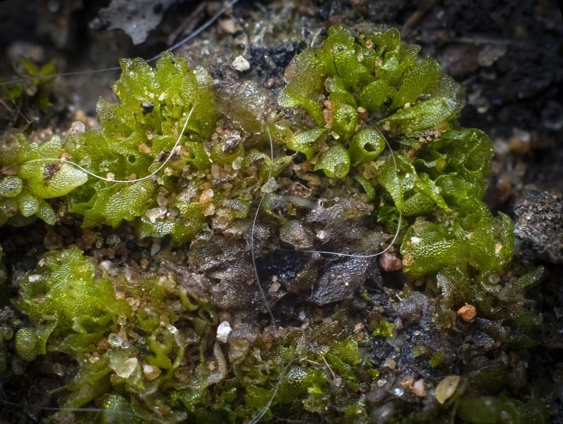 Geothallus tuberosus photo 2