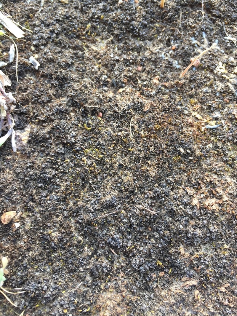 Geothallus tuberosus photo 3