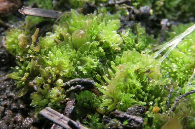 Geothallus tuberosus photo 4