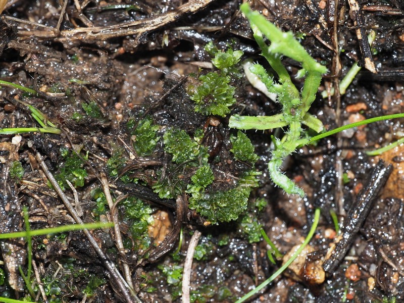 Geothallus tuberosus photo 5