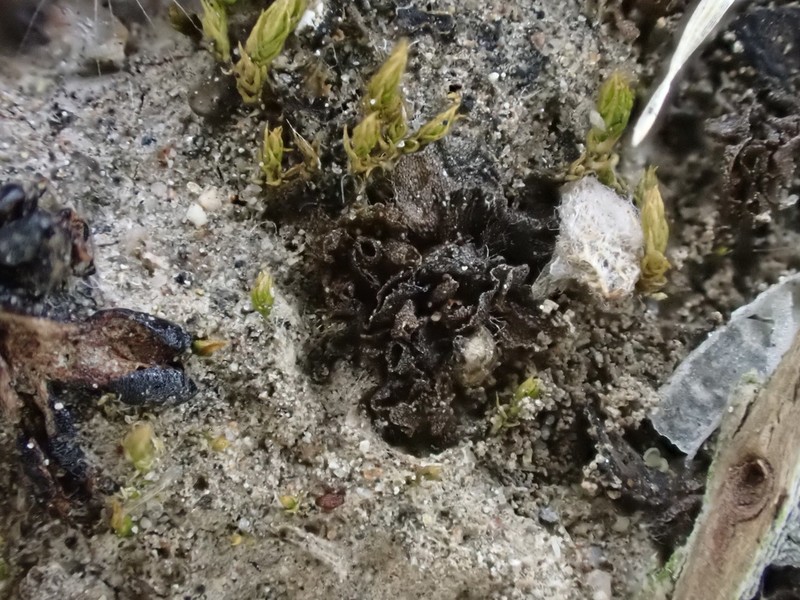 Geothallus tuberosus photo 6